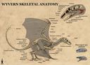 firael_wyvern_anatomy.jpg