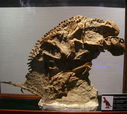 fossil437756.jpg