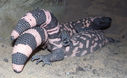 gila_monster1.jpg