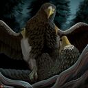 haliaeetus_eagle_tuuli_and_vouli_making_love.jpg