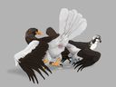 latranscanis_eagle-osprey-mating.jpg