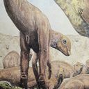 maiasaura_cloaca.jpg