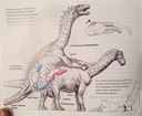 mark_hallett_dicraeosaurus_mating.jpg