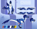 raptor4694_ostro_ref_feral_nsfw.jpg