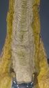 Filename=rex_museum2.jpg
Filesize=134KiB
Dimensions=600x1066
Date added=Feb 15, 2017 rex_museum2.jpg