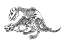 rex_skeleton_sex.png