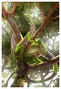 stygimoloch_tree_dragon.jpg