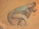 uromastyx2.jpg