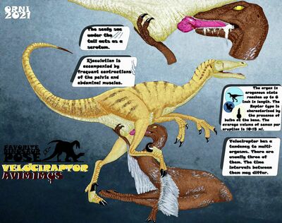 Velociraptor & Avimimus
art by orni
Keywords: dinosaur;theropod;raptor;male;female;feral;M/F;penis;oral;closeup;ejaculation;Orni