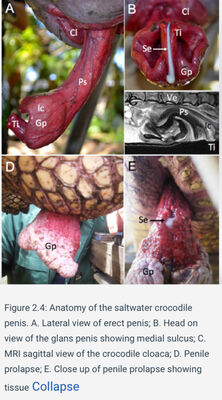 Crocodile Penis Reference
source below
Keywords: crocodilian;crocodile;male;feral;solo;penis;closeup