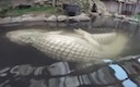 albino_alligators_mating_at_Colorado_Gator_Farm.mov