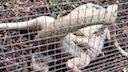 albino_blue_tegus_mating_locking_up.mov