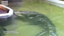 alligator_mating_behavior.mov