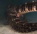 alligator_sex_underwater.mov