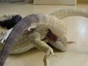 bearded_dragons2.mov