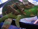 chameleons_mating2.mov