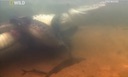 crocodile_king_mating.mov