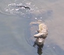 crocodile_mating_at_mpumalanga.mov