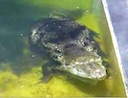 crocodiles_mating2.mov