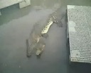 crocodiles_mating3.mov