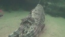 crocodiles_mating_underwater.mov