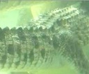 crocodiles_underwater.mov