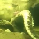 crocodylus_niloticus_mating.mov