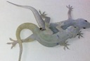 gecko_mating.mov