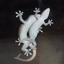 gecko_mating2.mov