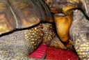 geochelone_denticulata_mating.mov