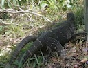 goannas_mating.mov