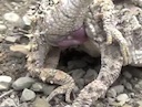 horned_lizard_mating.mov