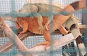 iguana_mating_kimpoi_kawin.mov