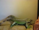 iguanas_mating1.mov