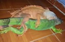 iguanas_mating2.mov