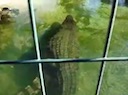 nile_crocodile_mating_3.mov