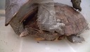 spiny_turtle_mating_behavior.mov