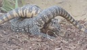 tegu_copulation.mov