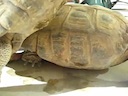 tortoise_closeup.mov