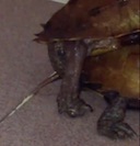 tortoise_mating_closeup.mov