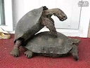 tortoise_sex.mov