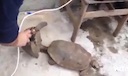 turtle_paarung.mov