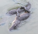 wild_alligators_mating.mov