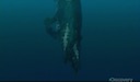 wwd-mosasaurs_mating.mov